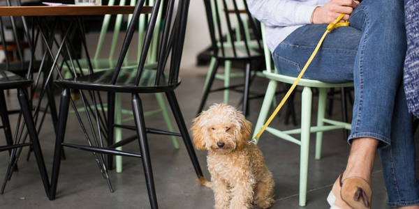 Polite Paws: A Guide to Pet Etiquette in Public Spaces