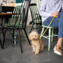 Polite Paws: A Guide to Pet Etiquette in Public Spaces