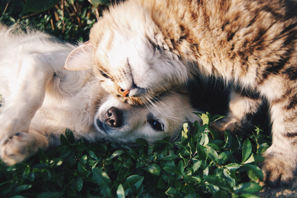 It's National Pet Health Insurance Month!