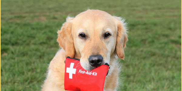 Pet First Aid Kit: Essential Items for Every Pet Parent!