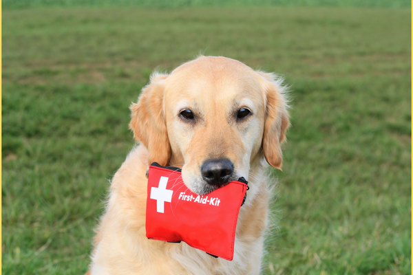 Pet First Aid Kit: Essential Items for Every Pet Parent!