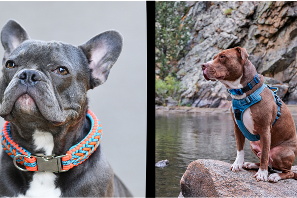 Harnesses vs. Collars: Which Is Best for Your Dog?