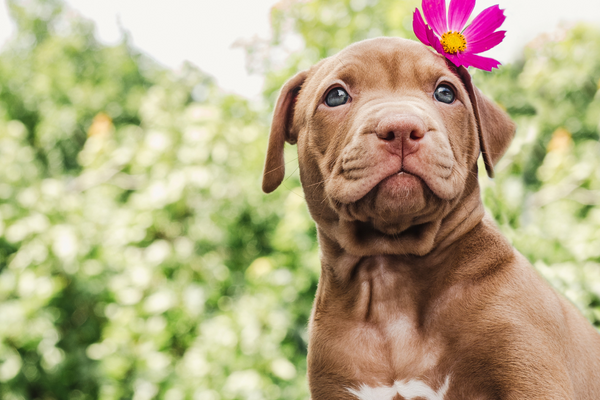 Spring Pet Essentials: Must-Have Products for Your Furry Friend!