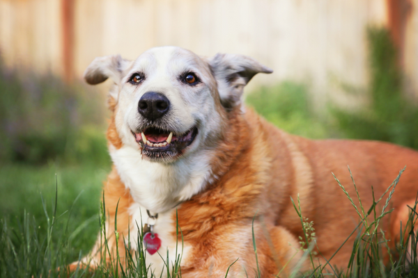 Care Tips for Thriving Senior Pets