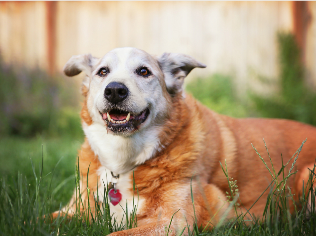 Care Tips for Thriving Senior Pets