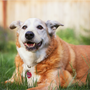 Care Tips for Thriving Senior Pets