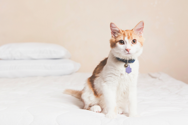 Feline Asthma: What Every Cat Parent Should Know!