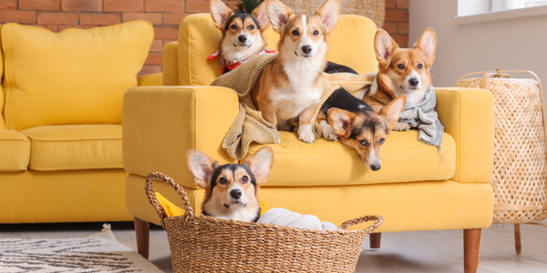 Corgi Spotlight: Why These Loyal and Lively Canines Reign Supreme!