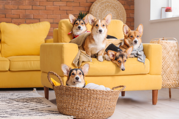 Corgi Spotlight: Why These Loyal and Lively Canines Reign Supreme!