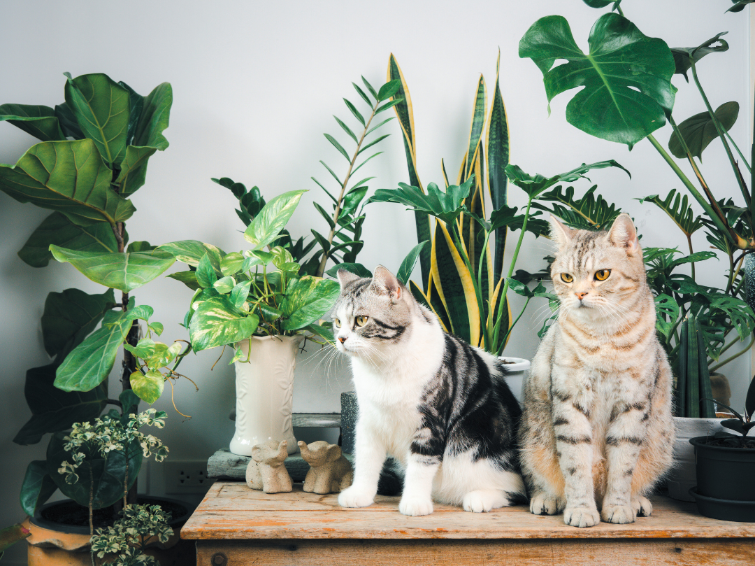 Cats and Their Quirky Behaviors – Bruno's Place