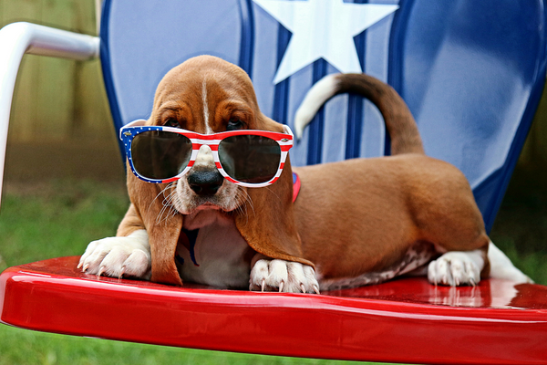 Tips on Keeping Pets Calm for the Fourth of July!