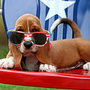 Tips on Keeping Pets Calm for the Fourth of July!