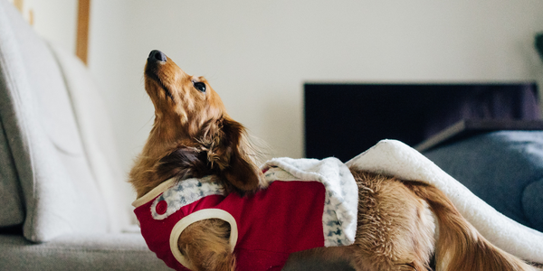 Is Your Dog Ready for Sweater Weather? | Fall Fashion Tips🍂