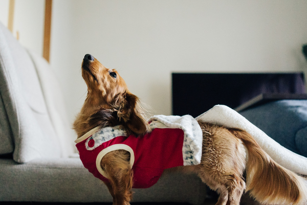 Is Your Dog Ready for Sweater Weather? | Fall Fashion Tips🍂