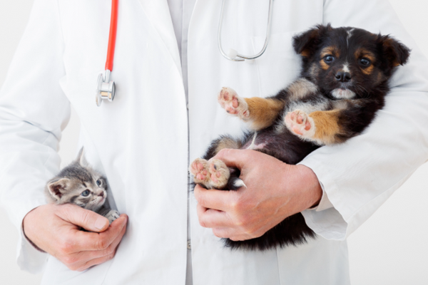 Holistic vs. Conventional Veterinary Care