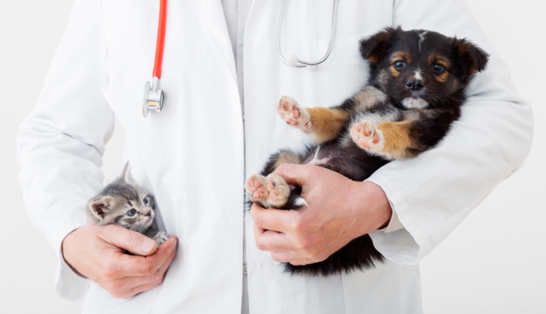 Holistic vs. Conventional Veterinary Care