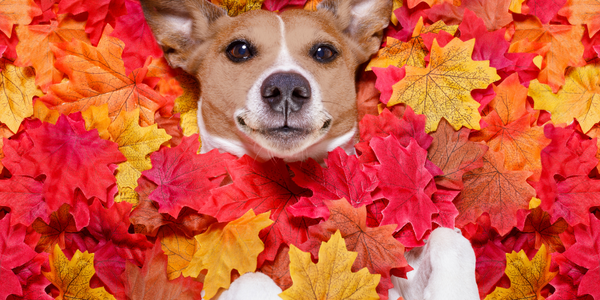 8 Fall Experiences Your Pet Can’t Wait to Enjoy!