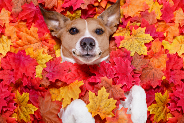 8 Fall Experiences Your Pet Can’t Wait to Enjoy!