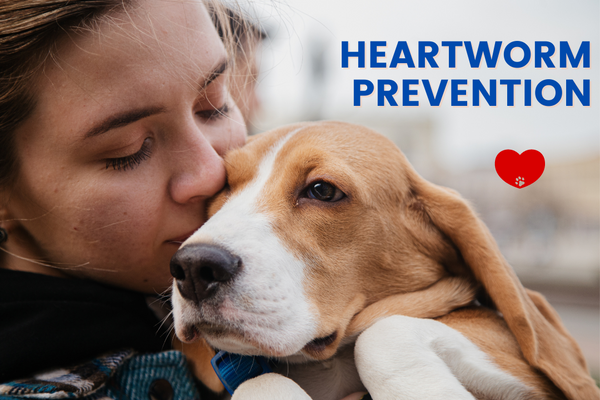 Heartworm Awareness Month: Preventing Heartworm Disease in Pets!
