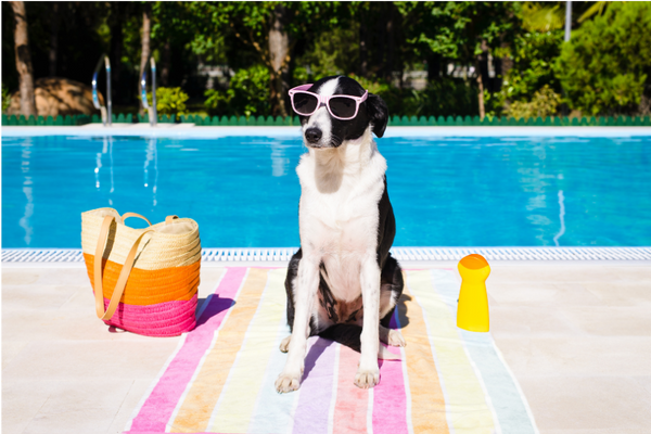 How to Keep Your Pet Cool for the Summer