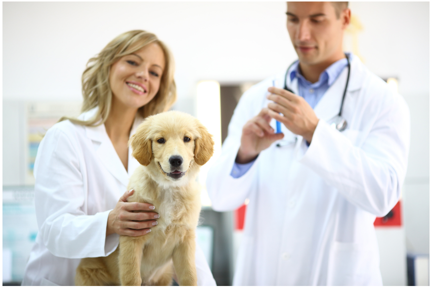 Vaccinate Your Pets! | National Immunization Awareness Month – Bruno's ...