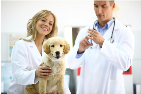 Vaccinate Your Pets! | National Immunization Awareness Month