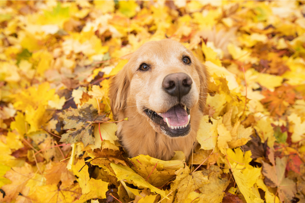 Falling For Fun: Exciting Autumn Activities to Do With Your Pet!