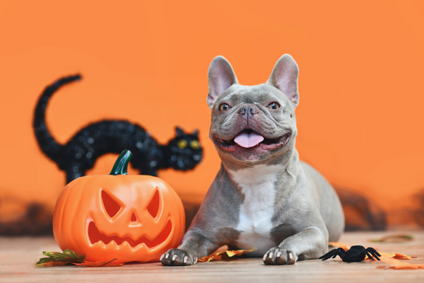 Spook-Tacular Ways to Celebrate Halloween With Your Pet