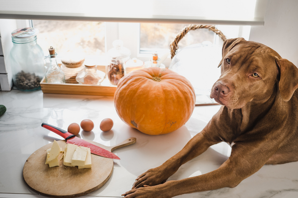 Pumpkin for Pets: Nutritional Benefits and How to Incorporate It
