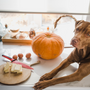 Pumpkin for Pets: Nutritional Benefits and How to Incorporate It