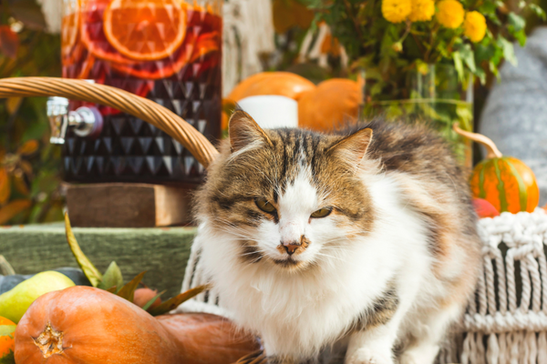 Fall Safety Tips for Your Furry Friend