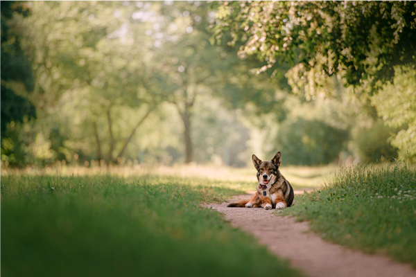 Pet Wearable Technology