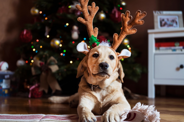 Festive Ways to Celebrate the Holidays With Your Pet