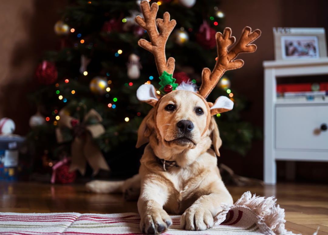 Festive Ways to Celebrate the Holidays With Your Pet