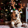 Festive Ways to Celebrate the Holidays With Your Pet