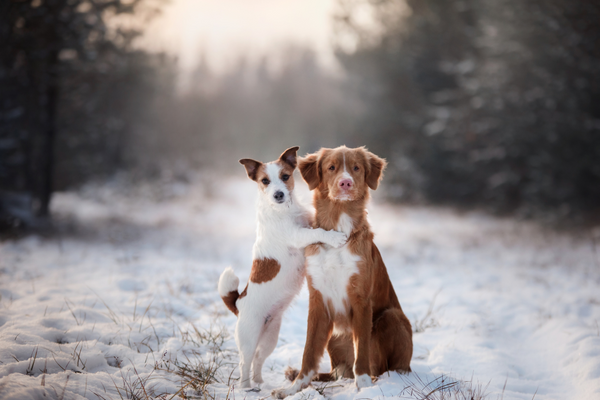 Winter Wonderland Safety Guide for Your Beloved Pet