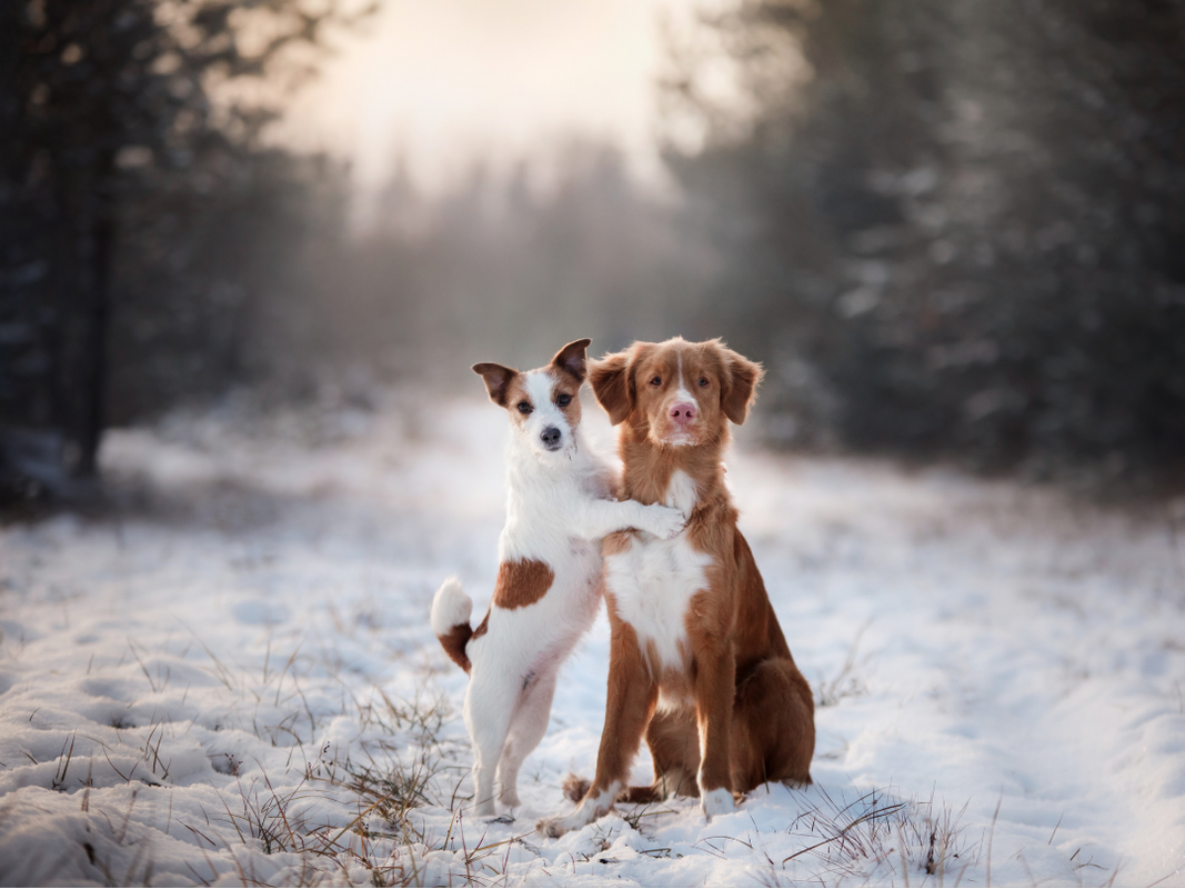 Winter Wonderland Safety Guide for Your Beloved Pet