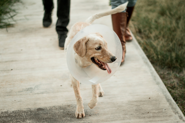 Spaying Benefits: How It Helps Your Furry Friend!