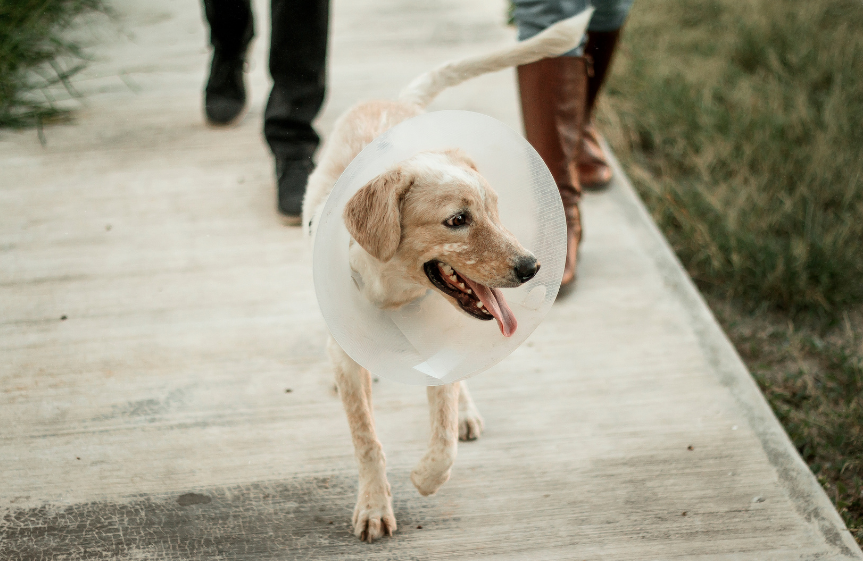 Spaying Benefits: How It Helps Your Furry Friend!