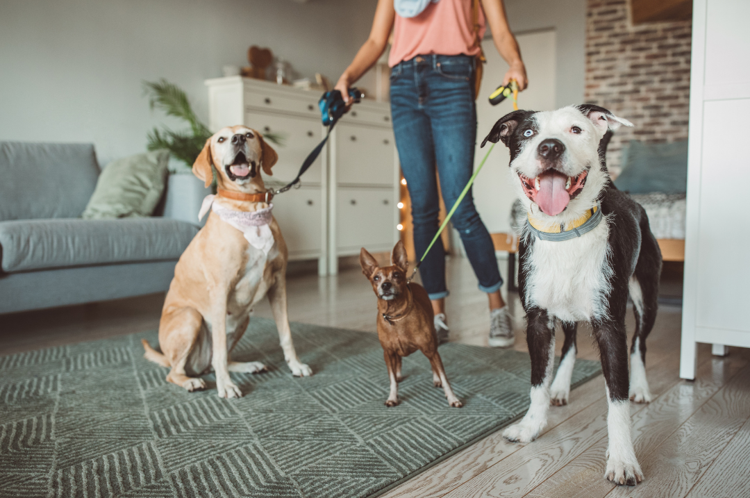 Pet-Sitters vs. Kennels: Making the Right Choice