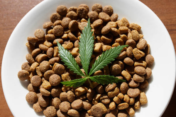 CBD Oil for Pet Wellness