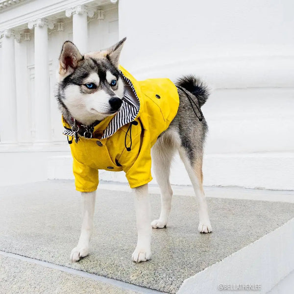 Doggie Hooded Raincoat